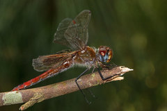 Tramea insularis