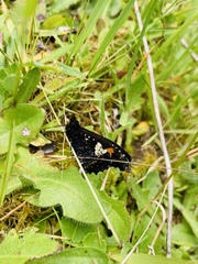 Nelia nemyroides