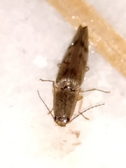 Conoderus fuscofasciatus