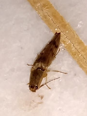 Conoderus fuscofasciatus