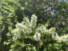 Melaleuca preissiana