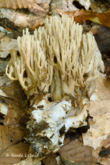 Ramaria fennica
