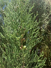 Callitris pyramidalis