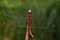 Tramea insularis