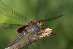 Tramea insularis