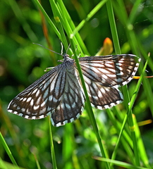 Schistostege decussata