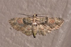 Gymnoscelis derogata