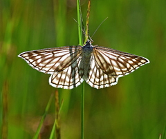 Schistostege decussata