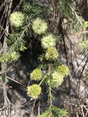 Kunzea glabrescens