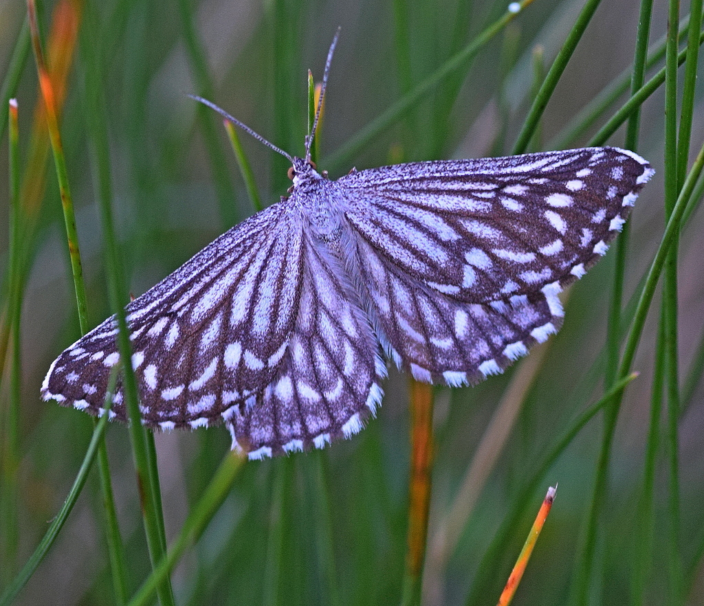 Schistostege decussata