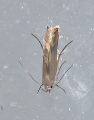 Thiotricha atractodes