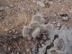 Opuntia polyacantha erinacea