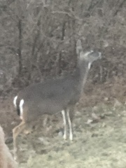 Odocoileus virginianus macrourus