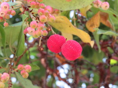 Arbutus