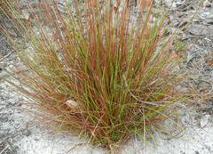 Xyris stenotera
