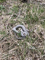 Nerodia sipedon insularum