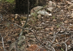 Pennellia longifolia