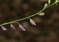 Pennellia longifolia