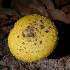 Amanita flavella