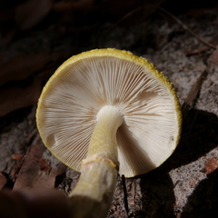Amanita flavella