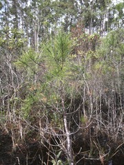 Pinus serotina