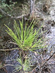 Pinus serotina