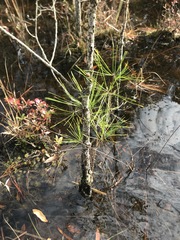 Pinus serotina