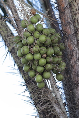 Astrocaryum aculeatum