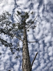 Pinus serotina