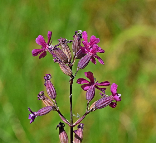 Sticky Catchfly