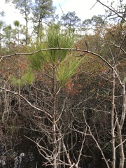 Pinus serotina