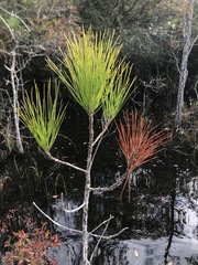 Pinus serotina