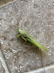 Neoconocephalus maxillosus