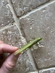 Neoconocephalus maxillosus