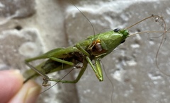 Neoconocephalus maxillosus