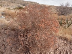 Eriogonum corymbosum