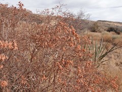 Eriogonum corymbosum
