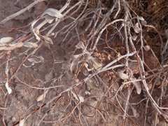 Eriogonum corymbosum