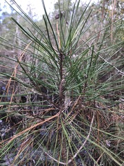 Pinus serotina