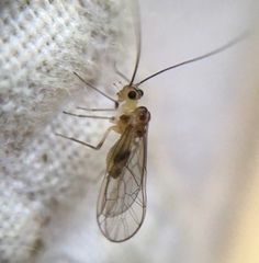 Stenopsocus immaculatus