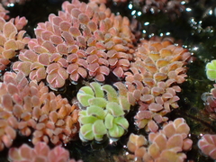 Azolla microphylla