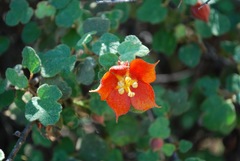 Fremontodendron decumbens