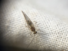 Stenopsocus immaculatus