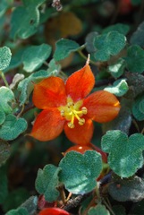 Fremontodendron decumbens