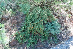 Fremontodendron decumbens