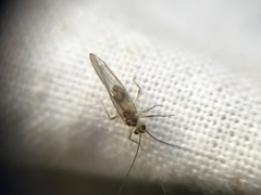 Stenopsocus immaculatus