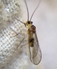 Stenopsocus immaculatus