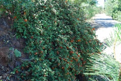 Fremontodendron decumbens