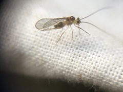 Stenopsocus immaculatus