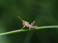 Coryacris angustipennis